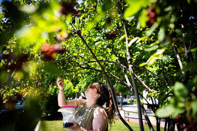 Photo: A picture of a woman picking juneberries from a tree