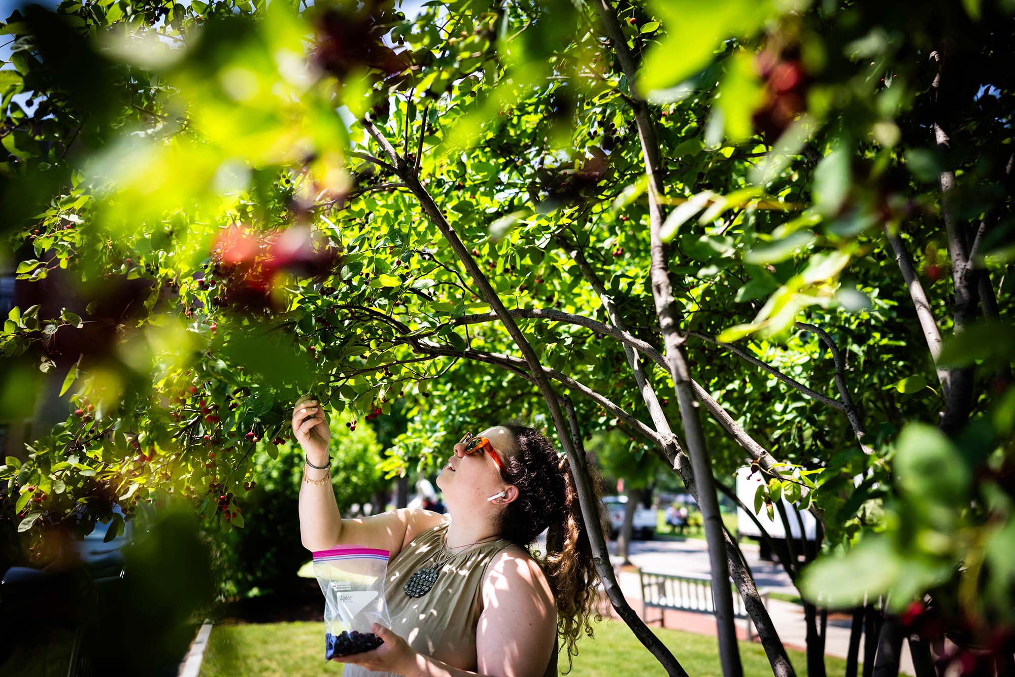 Photo: A picture of a woman picking juneberries from a tree