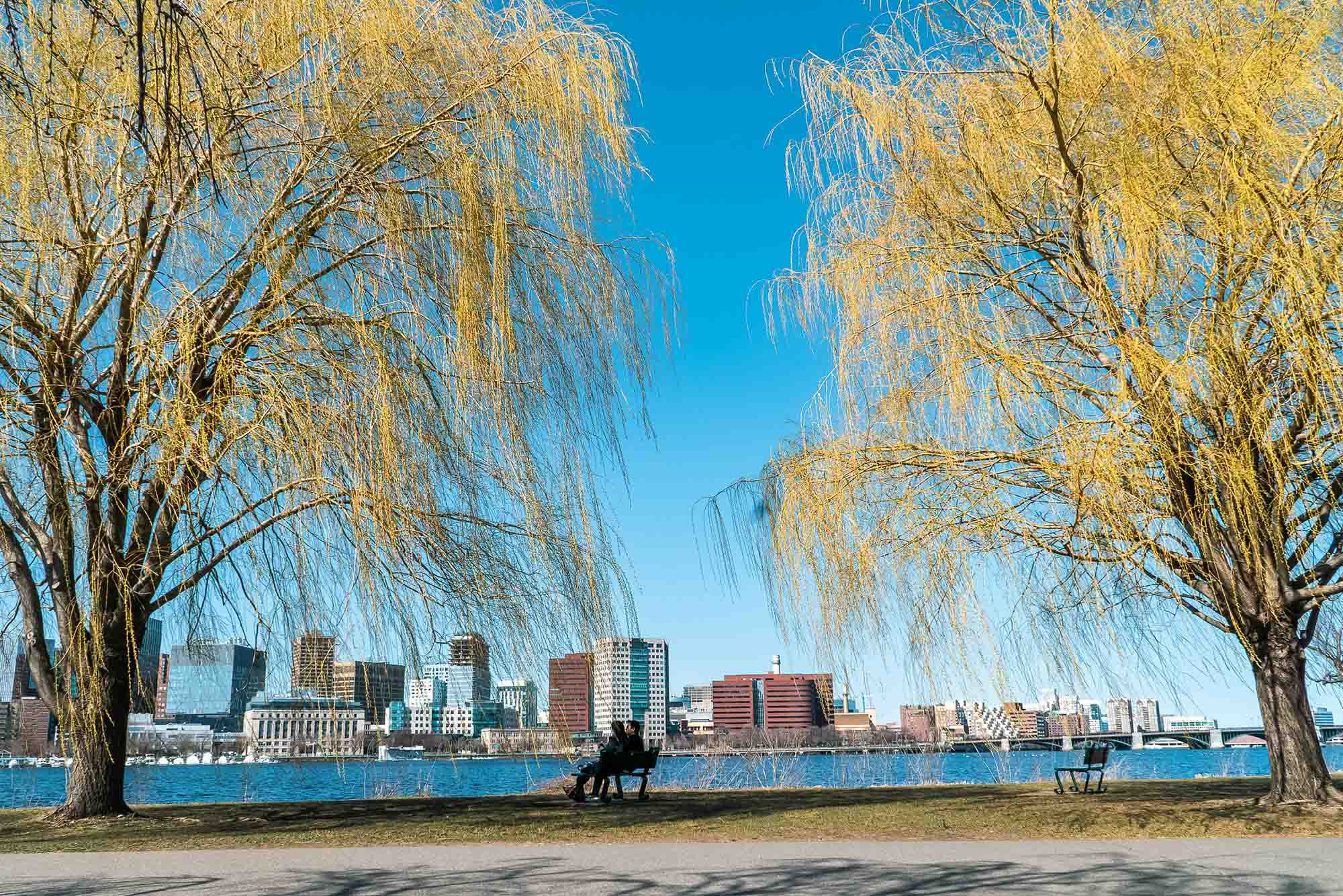 Photo: A picture of the Charles River in Boston, surrounded by willow treets with city buildings behind it