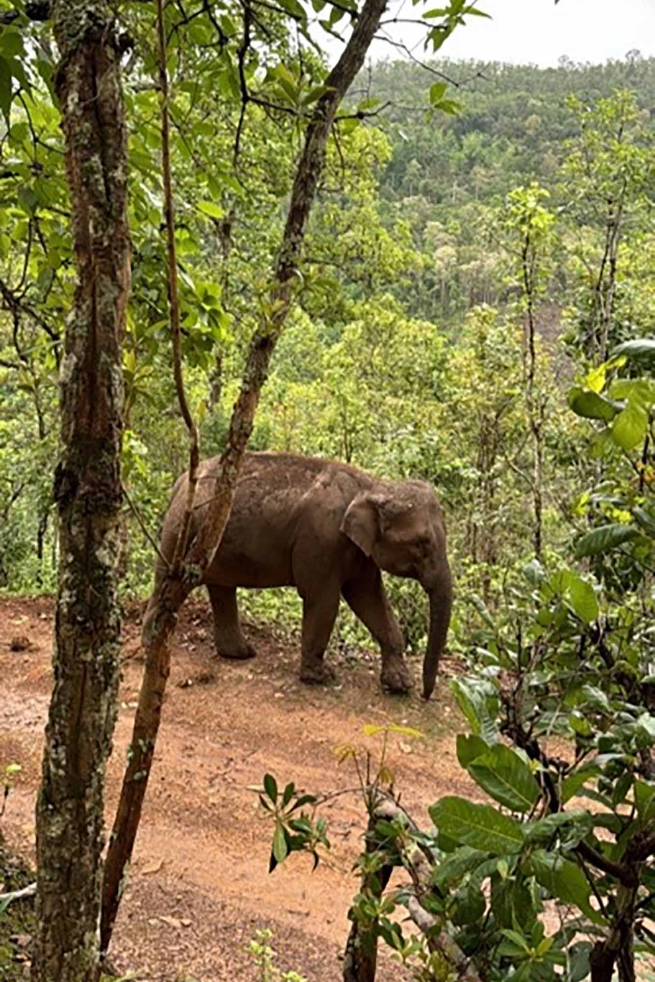 Photo: A portrait shot of an elephant.