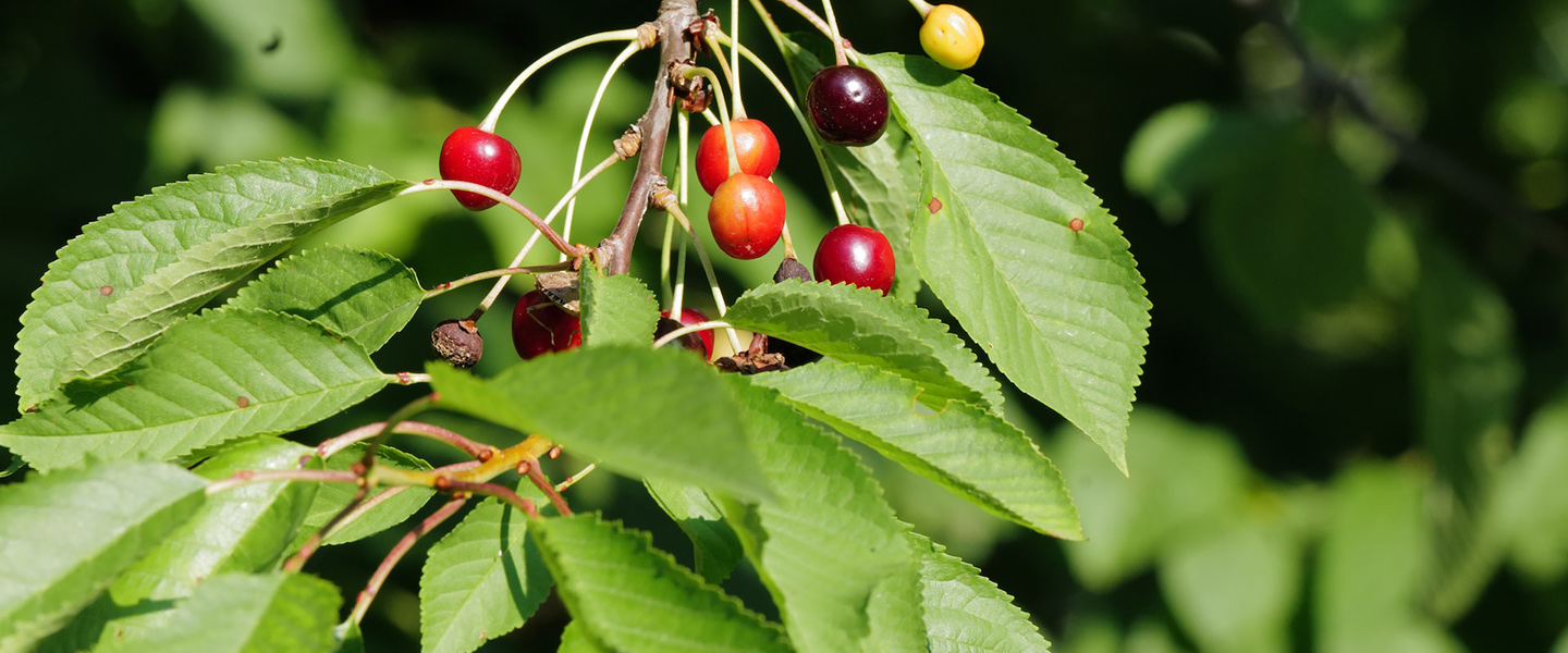 Photo: Zoomed in photo of cherries hanging from a cherry tree.