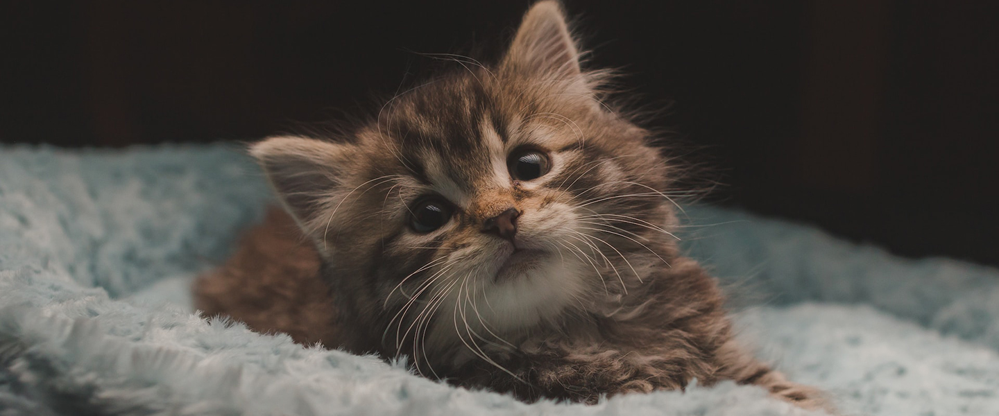 Photo: A small, brown long-haired kitten is shown looking towards the camera.