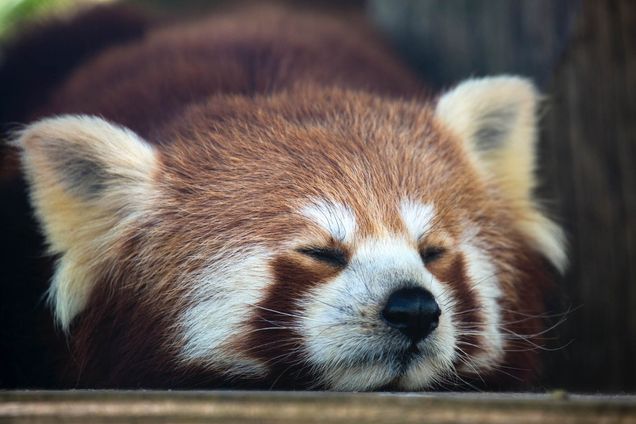 Photo: Zoomed in shot of a red panda lounging on it's stomach with it's eyes closed.