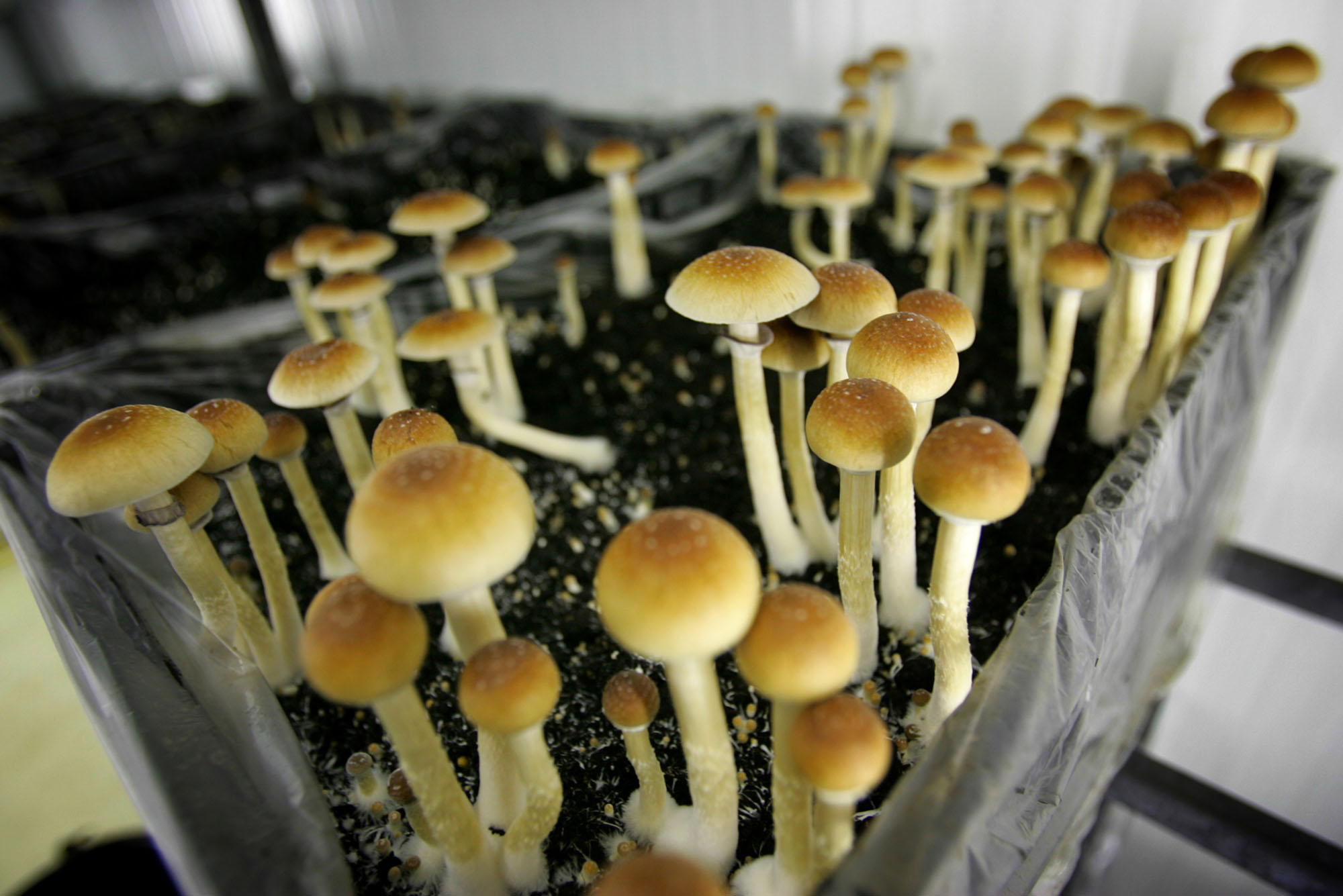 Photo: Psychadelic mushrooms sprouting out of a planter in a grow room. The mushrooms are light colored, getting darker and more orange at their caps