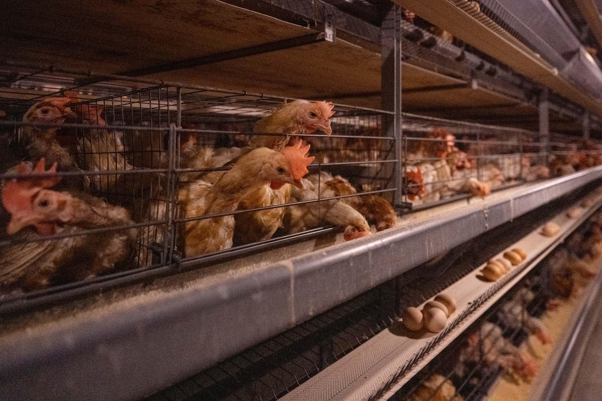 Photo: Chickens in farm enclosures with eggs in front of them