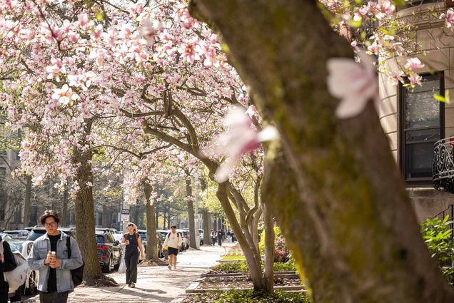 Photo: A stock image of BU's magnolia trees on campus in full bloom.