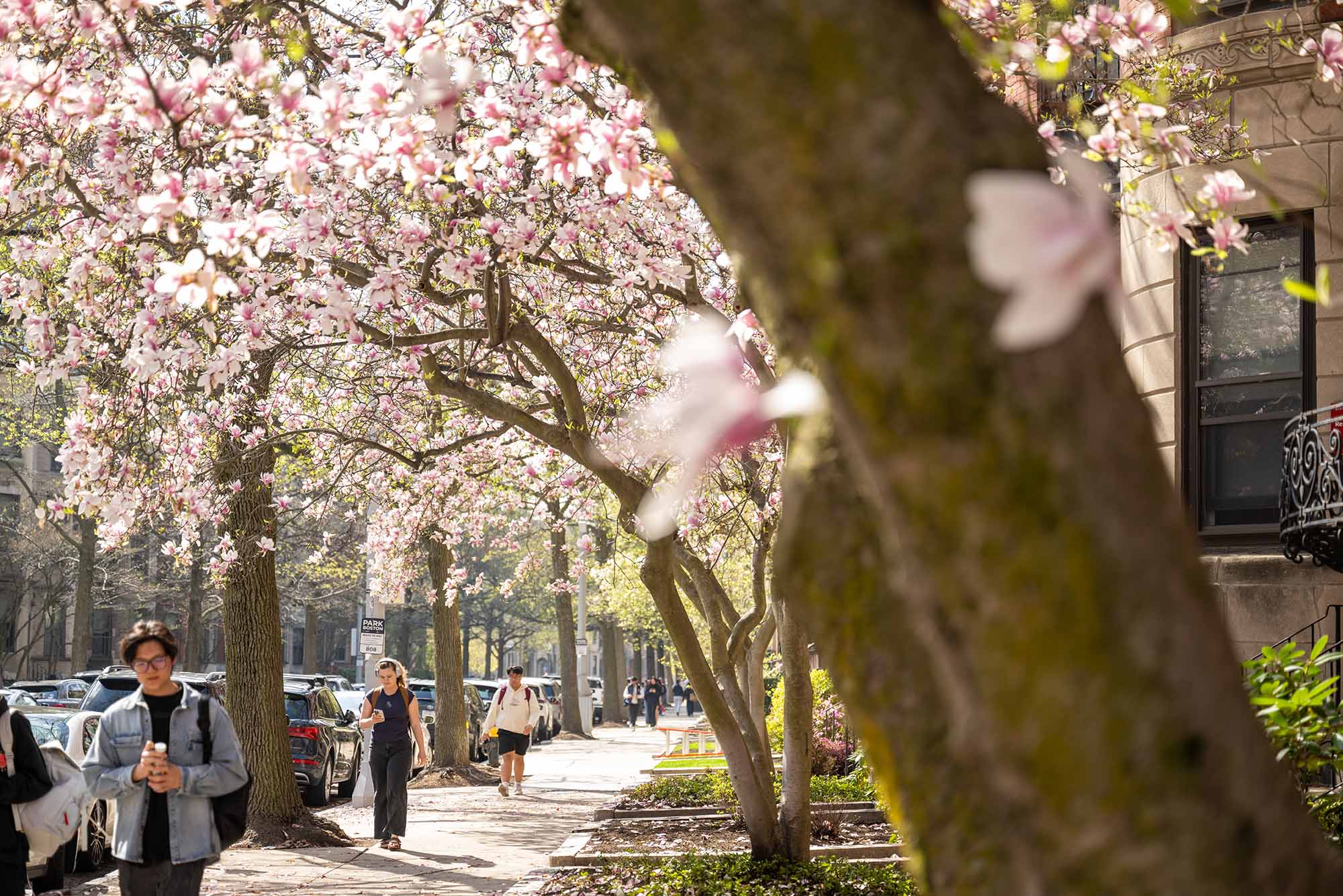Photo: A stock image of BU's magnolia trees on campus in full bloom.