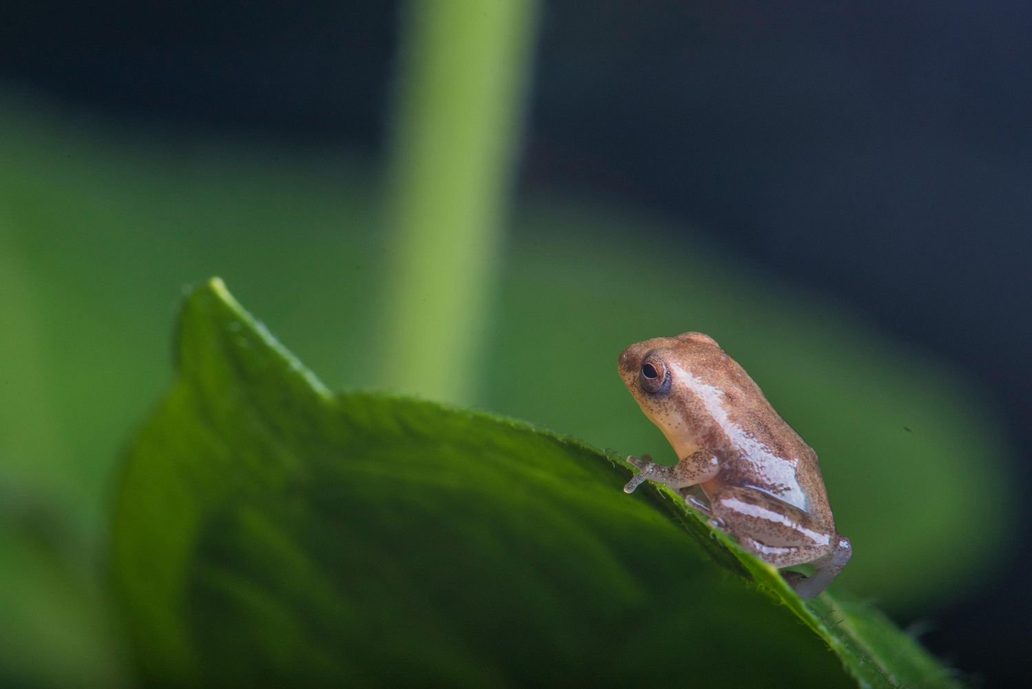 Photo: A small green frog on a leaf in India, near Kerala